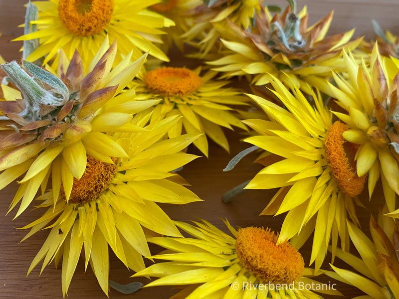 Paper Daisies