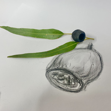 Load image into Gallery viewer, Charcoal Drawing Gumnuts
